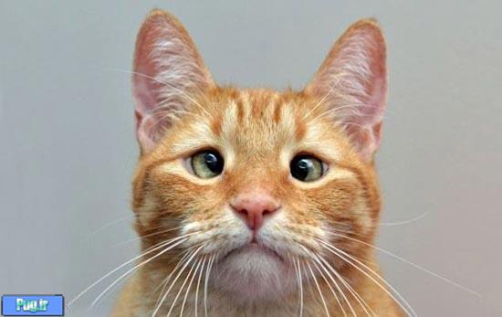 گربه چپی که در دنیا معروف شد 