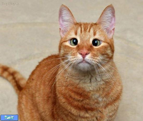 گربه چپی که در دنیا معروف شد 