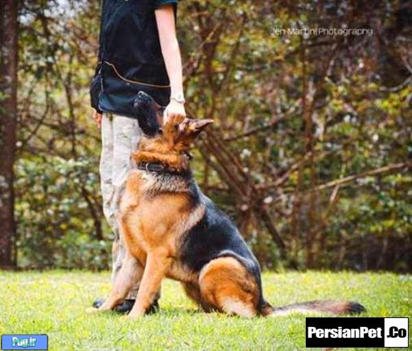 10 فرمان مهم در تربیت سگ