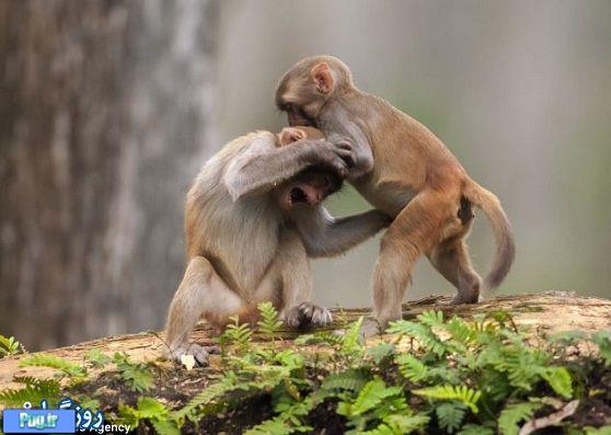 مامان میمون مقتدر 