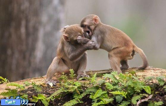 مامان میمون مقتدر 