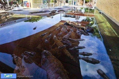 تمساح های پرنده در استرالیا