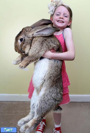 خرگوش غول‌پیکر عید پاک!