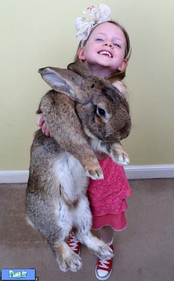 خرگوش غول‌پیکر عید پاک!