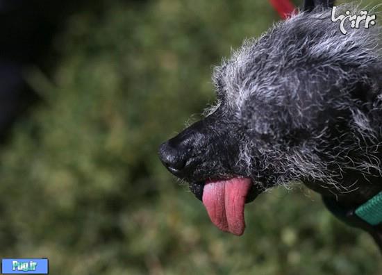 مسابقه زشت ترین سگ دنیا 2014