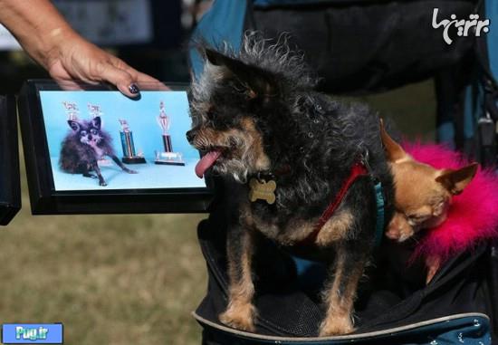 مسابقه زشت ترین سگ دنیا 2014