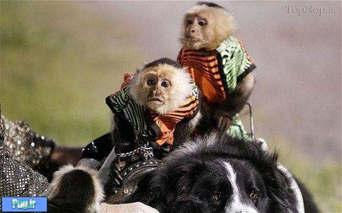 ازار سگ و میمون با هم ! 