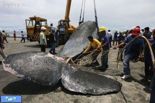 تشییع جنازه یک نهنگ در فیلیپین 