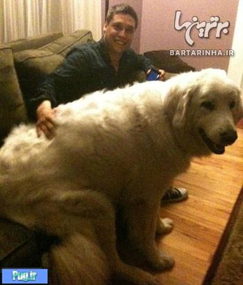 بزرگترین سگ های دنیا 