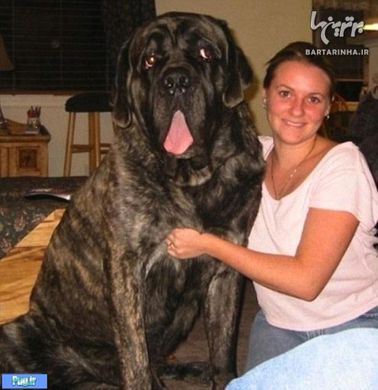 بزرگترین سگ های دنیا 