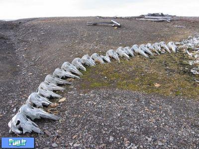 قبرستان نهنگ ها 