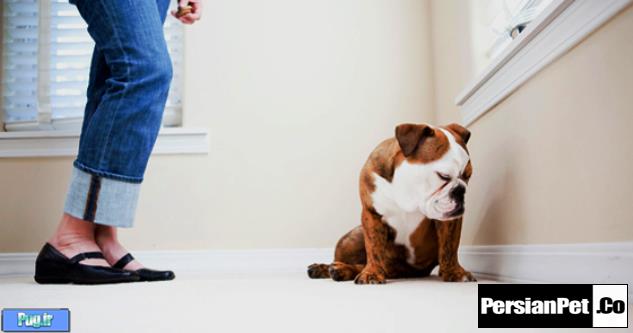 رفع 10 مشکل رفتاری در سگ ها 