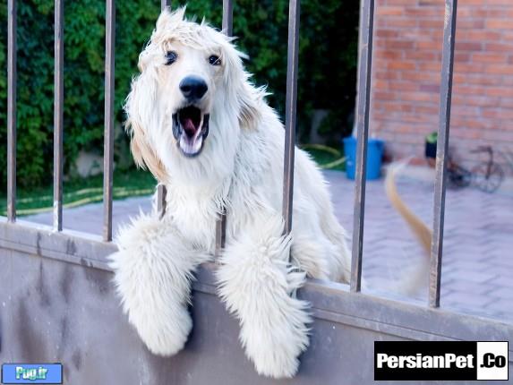  رفع 10 مشکل رفتاری در سگ ها 