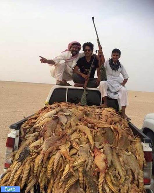 کشتار بی رحمانه سوسمار در عربستان