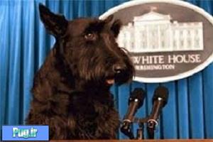 سگ جورج بوش از دنیا رفت 