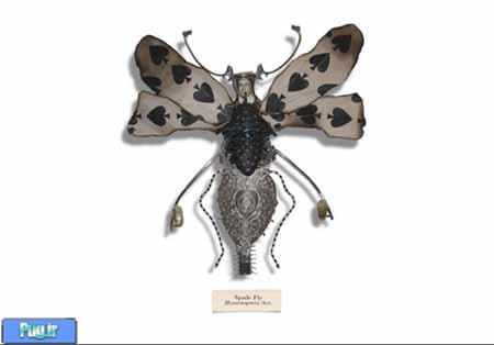 هنری با حشرات 