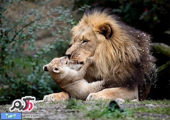 حیوانات مهربان و محبت مادری 