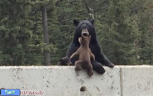   نجات بچه خرس  