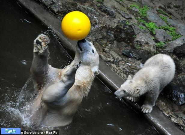 تصاویر بسیار جالب از توپ بازی خرس ها