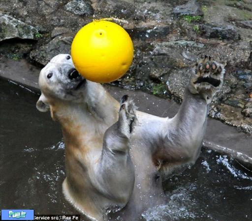 تصاویر بسیار جالب از توپ بازی خرس ها