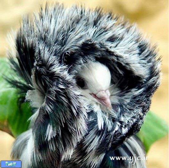 فشن ترین کبوترهای دنیا