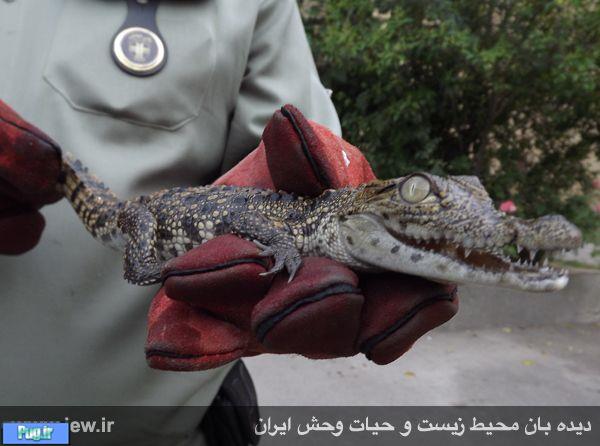 کشف ۲ تمساح توسط نیروهای یگان محیط زیست استان تهران 