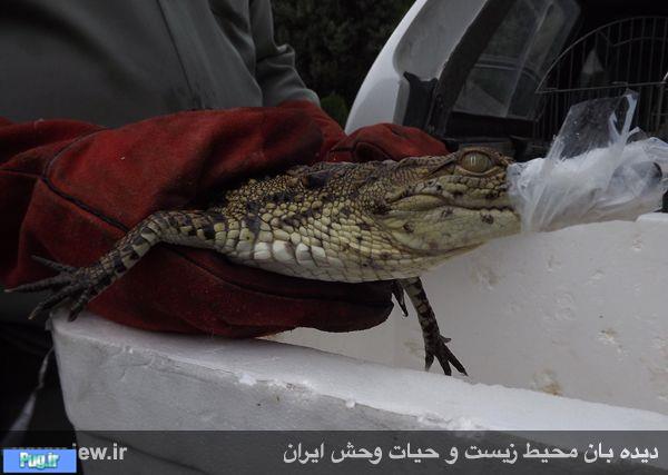 کشف ۲ تمساح توسط نیروهای یگان محیط زیست استان تهران 