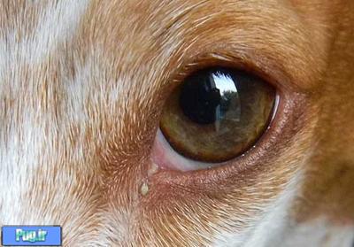 قطره لک اشک چشم پاک کن سگ و گربه