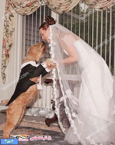 ازدواج یک زن با سگ بخاطر خیانت های 4 شوهر سابقش