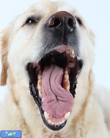 یک تشویقی برای از بین بردن بوی دهان سگ ها 