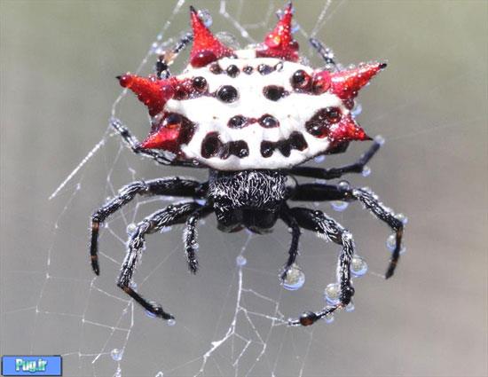 عنکبوتی زیبا به نام جواهر