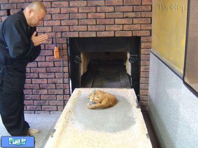 رسم ژاپنی ها در سوزاندن حیوانات خانگی 