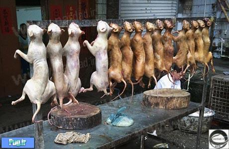 جشنواره سگ خوری در چین! 