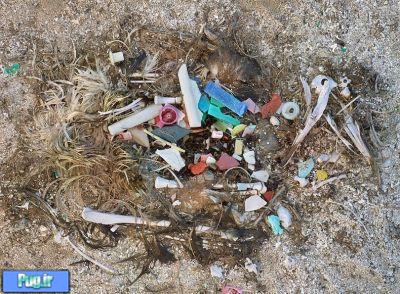 پلاستیک پرندگان را میکشد 