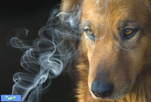 اثرات دود سیگار بر سگ ها و گربه ها
