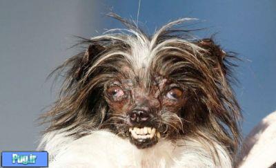عکس های زشت ترین سگ دنیا 2014