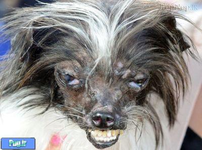 عکس های زشت ترین سگ دنیا 2014