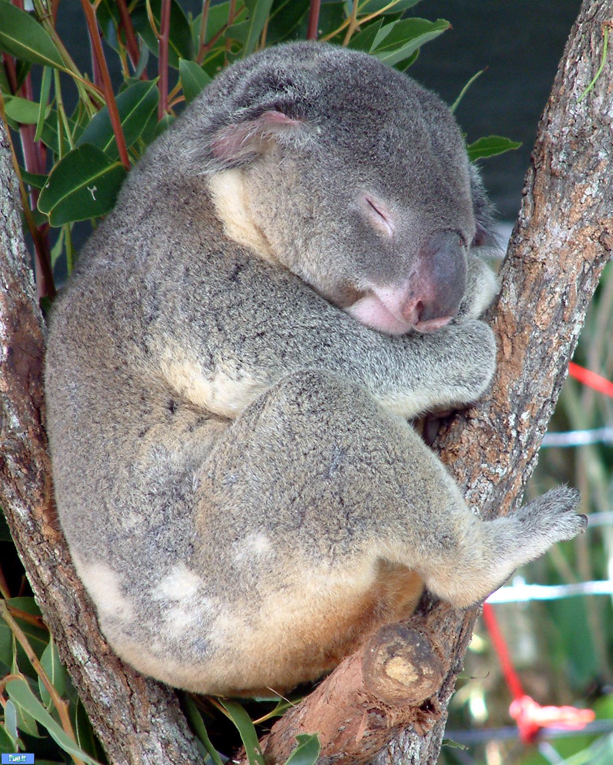 پرخواب‌ ترین حیوان استرالیایی در معرض خطر