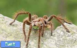 5 عنکبوت ترسناک در دنیا