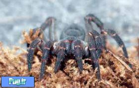 5 عنکبوت ترسناک در دنیا