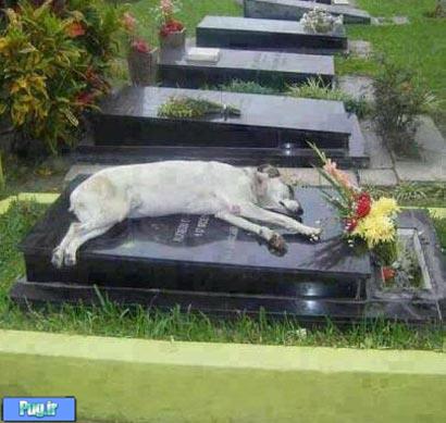 این سگ 7 سال روی قبر صاحبش خوابید
