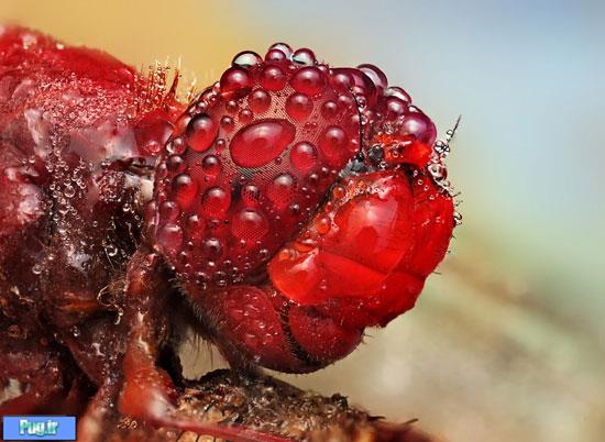 عکس های ماکرو شگفت‌انگیز از حشرات