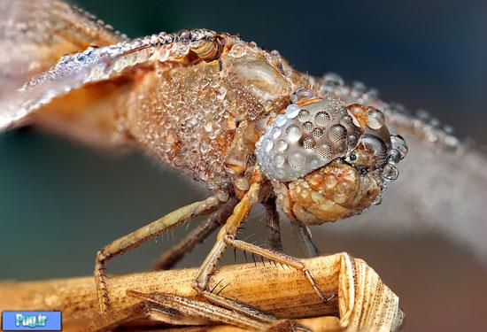 عکس های ماکرو شگفت‌انگیز از حشرات