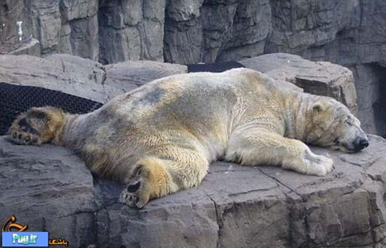 افسردگی خرس قطبی 
