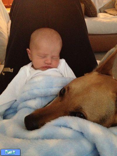 دوستی با یک سگ از اول تولد 