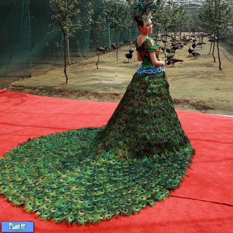 لباس عروس زیبا با 3000 پر طاووس!+عکس