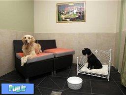 هتل لوکس چهار ستاره برای سگ ها در پاریس