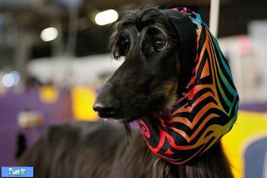 نمایشگاه سگ های زینتی آمریکا 