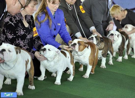 نمایشگاه سگ های زینتی آمریکا 