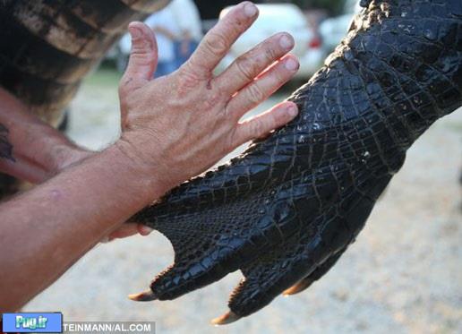 آیا این بزرگترین تمساح جهان است؟ 